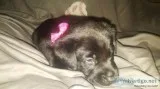 Pure Bred Labrador Puppies