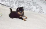 Cute pomeranian teacup puppies