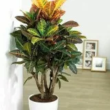Decorates Your Terrace By Terrace Garden Design Noida