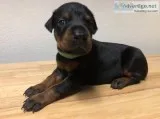 Elite European AKC Doberman Puppies