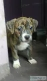 Adorable puppies