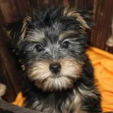 Silky Terrier