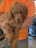 F1b Standard Goldendoodle puppies ready to go home