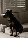 Adopt miniature pinscher
