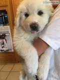 Great Pyrenees puppies
