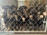 German Shepherd puppies