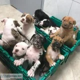 Pitbull puppies for sale