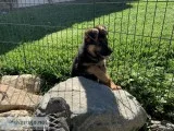 AKC German Shepherd Puppies