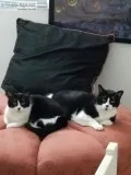 Needing a good home for 2 cats