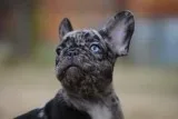 AKC French Bulldog Puppies in a Rainbow of colors