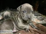 staffordshire terrier puppies looking for forever homes