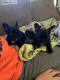 French Bulldog Puppies