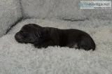 Yorkipoo females