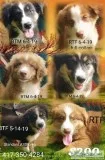 Asdr Standard Australian Shepherds