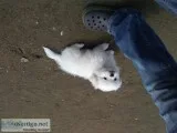 Pekingese Puppies