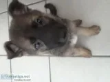 German Shepherd puppies full breed