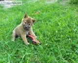 Shiba Inu