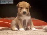 Pitbullhusky