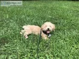 Male Toy Goldendoodle Dog