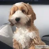 COCKAPOO PUPPIES 518-512-9567..