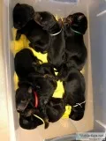 AKC European Doberman Puppies - Champion Bloodline