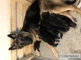 Purebred German Shepherd Puppies