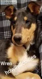 Smooth coated collie puppies