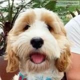 COCKAPOO PUPPIES.