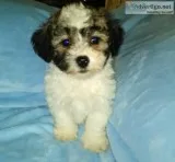 CKC Shichon puppies