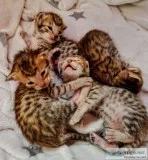 Serval kittens for sale