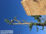 De Le&oacuten Tree Services