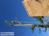 De Le&oacuten Tree Services