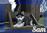 Sam Male Siberian Husky