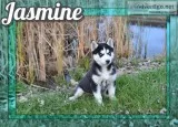 Jasmine Female Siberian Husky