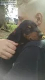 Doberman Pups Ready for their forever homes
