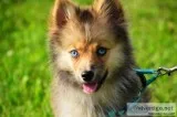 Pomsky puppy for sale