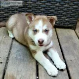 Red female husky