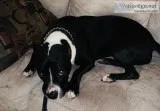 friendly family dog