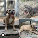 Pit bull puppies