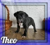 Theo Male Frenchton