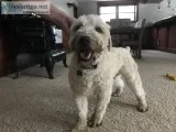 Wheaton Terrier