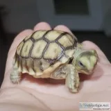 Sulcata tortoise
