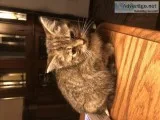 8 week old kitten