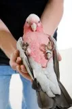 2-Galah Cockatoo -parrots