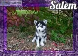 Salem Female Siberian Husky