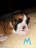 AKC Registered Boxers
