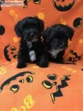 Male Yorkie-Poo Puppies