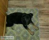 Male German Shepherd Puppy