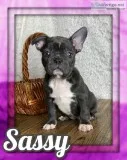 Sassy Female Frenchton