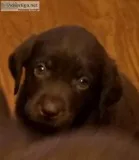 Chocolate Labs Puppies AKC Certified